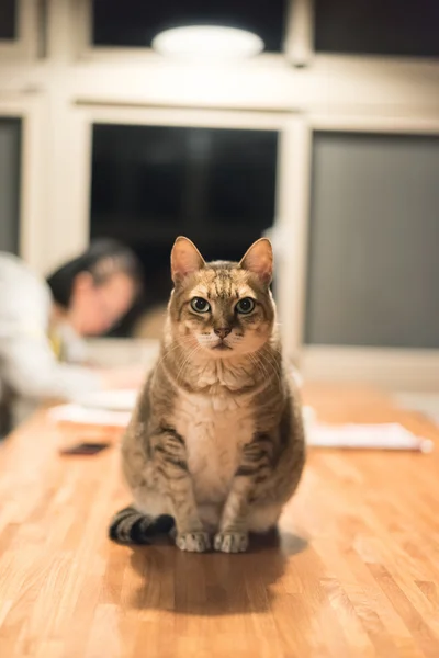 Chat domestique sur la table — Photo