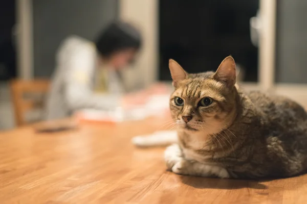 Gato doméstico na mesa — Fotografia de Stock