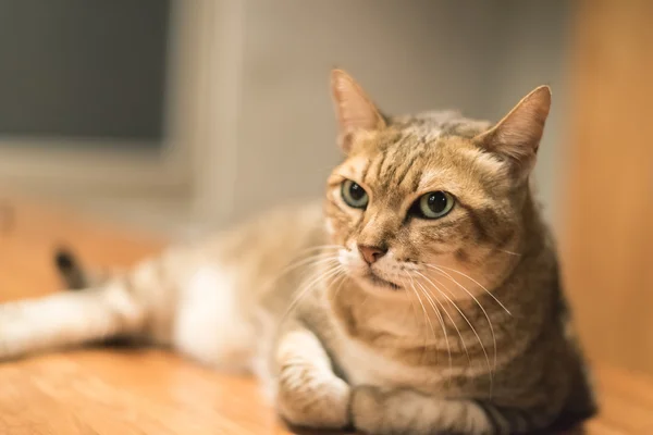 Gato doméstico na mesa — Fotografia de Stock