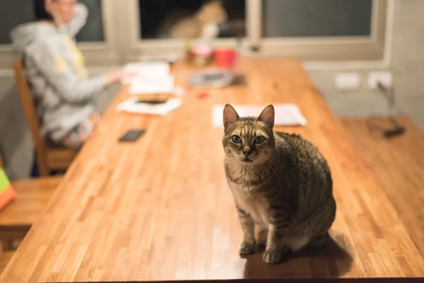 Binnenlandse kat op tafel — Stockfoto