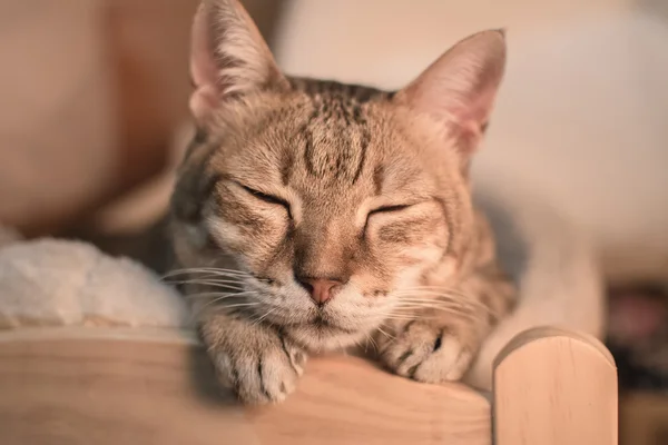 Katze im Schlaf — Stockfoto