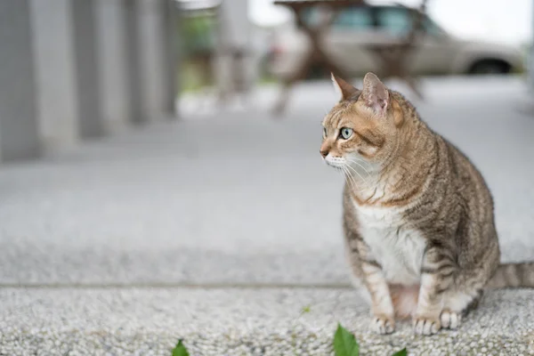 Gato tabby doméstico — Foto de Stock