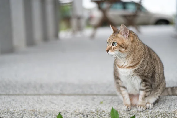 Gatto domestico tabby — Foto Stock