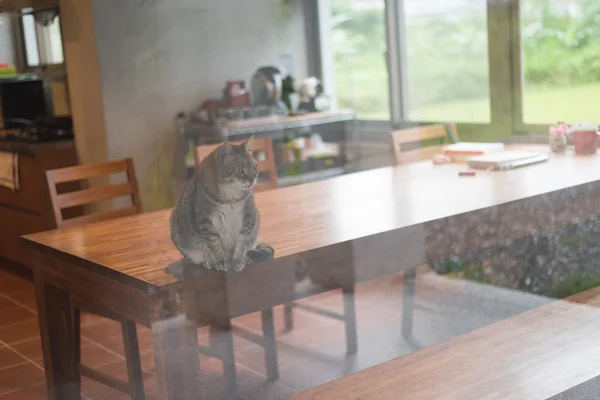 Gato de mesa doméstico — Fotografia de Stock