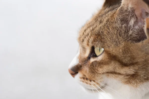 Katzenfüße — Stockfoto