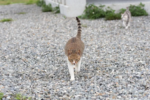 Gatti piedi immagine — Foto Stock