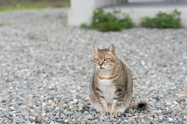 Gato tabby doméstico — Foto de Stock