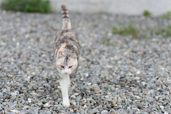 Katzenfüße — Stockfoto