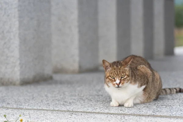 Evcil tekir kedi — Stok fotoğraf