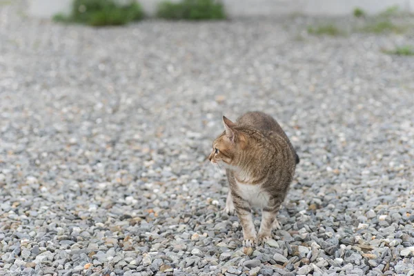 Gatto domestico tabby — Foto Stock