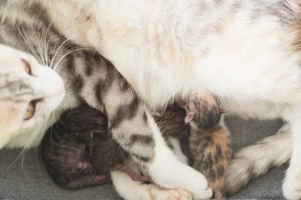 Cat breastfeeding baby — Stock Photo, Image