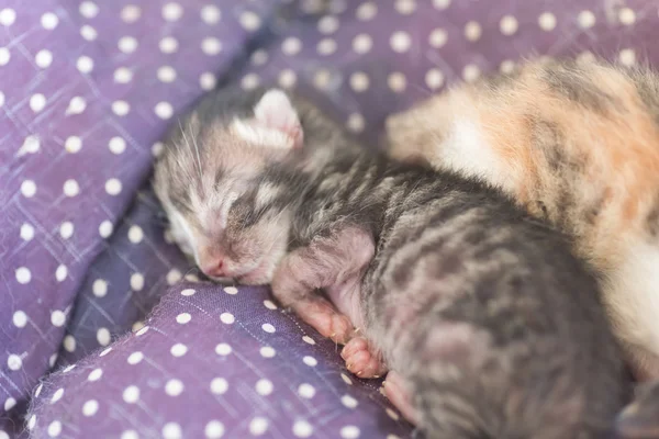 Newborn cat sleep — Stock Photo, Image