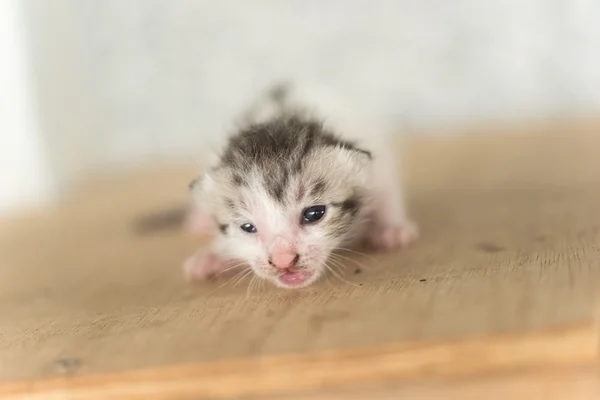 Newborn cat portrait — Stock Photo, Image