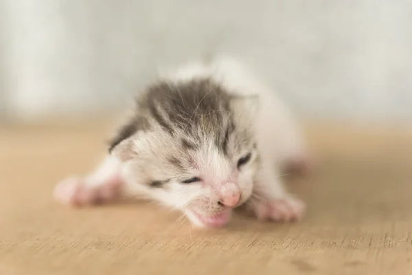 Ritratto del gatto appena nato — Foto Stock