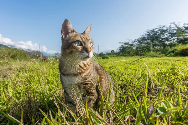 Gato doméstico en al aire libre — Foto de Stock