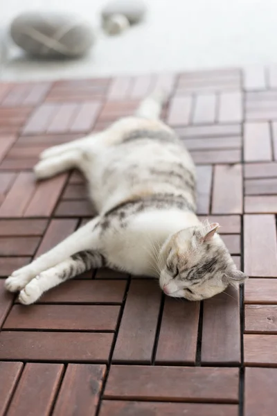 Perezoso poco gato — Foto de Stock