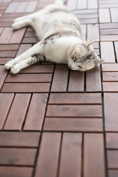 Perezoso poco gato — Foto de Stock
