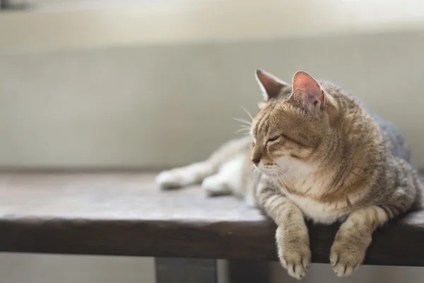 Кошка сидит на лавочке — стоковое фото