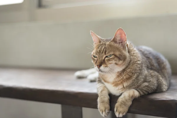 Katze sitzt auf der Bank — Stockfoto