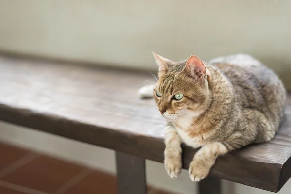 Кошка сидит на лавочке — стоковое фото