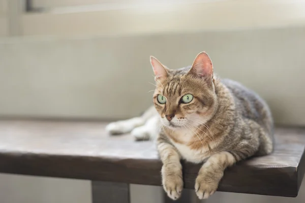 Gato sentarse en el banco — Foto de Stock