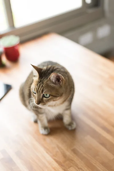 Gato de mesa doméstico — Fotografia de Stock