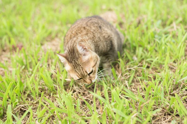 Gato comer hierba — Foto de Stock