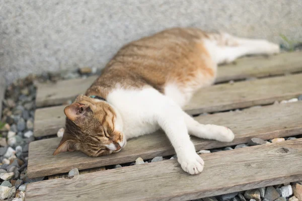 Gatto pigro sdraiato — Foto Stock