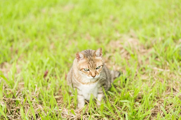 Katze im Freien — Stockfoto