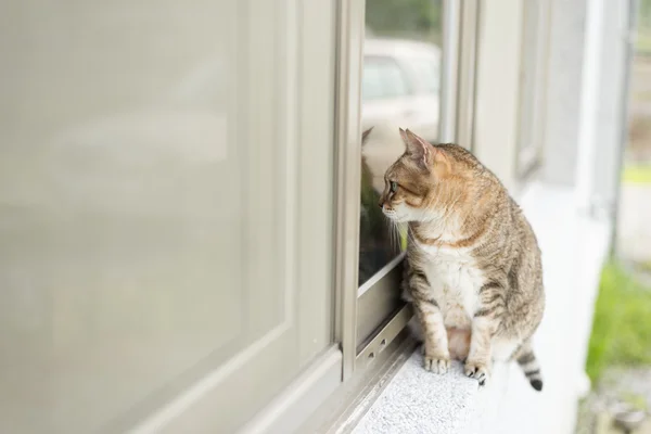 Chat assis près de la fenêtre — Photo