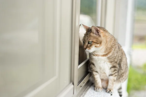 Γάτα καθίσει κοντά στο παράθυρο — Φωτογραφία Αρχείου