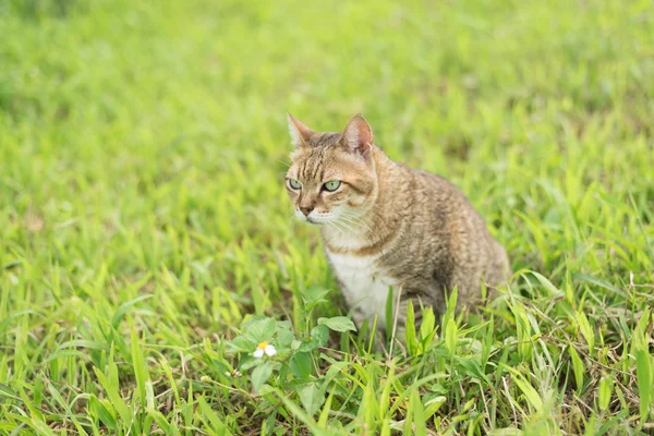 Gato en el exterior — Foto de Stock