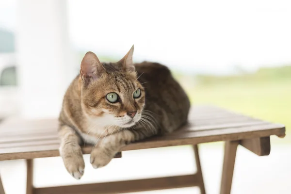 Γάτα να καθίσει στο τραπέζι — Φωτογραφία Αρχείου