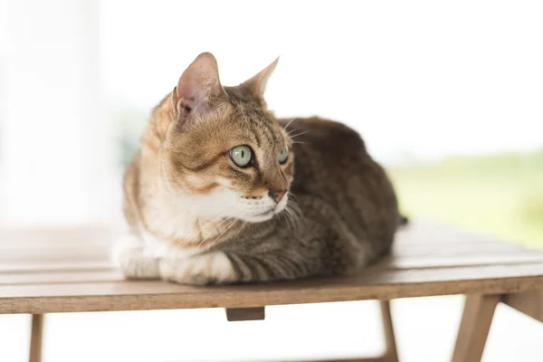 Kat zitten op tafel — Stockfoto