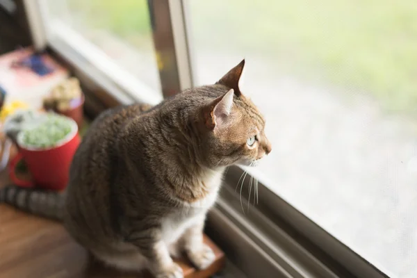Cat sedersi vicino alla finestra — Foto Stock