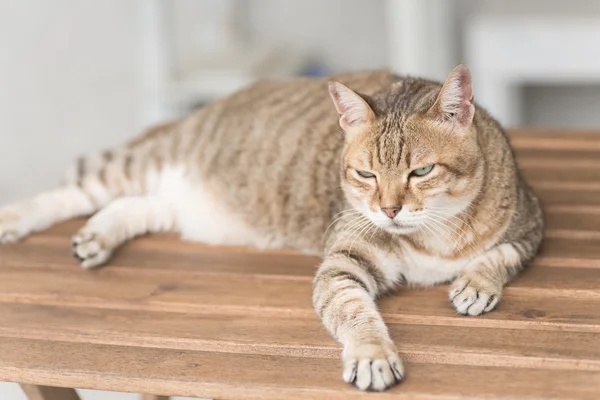 Binnenlandse kat gezicht — Stockfoto