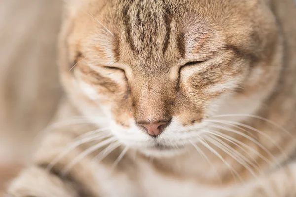 Hauskatzengesicht — Stockfoto