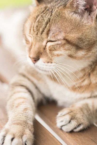 Hauskatzengesicht — Stockfoto