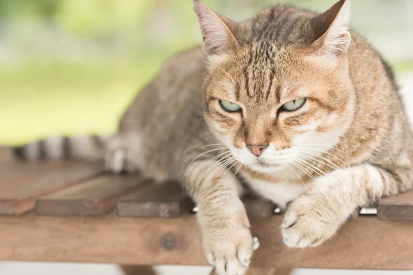 Cara de gato doméstico — Fotografia de Stock