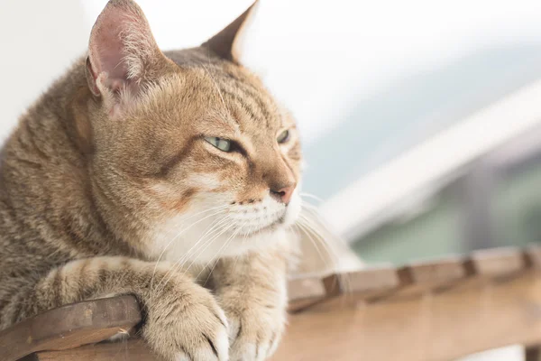 Domestic cat face — Stock Photo, Image