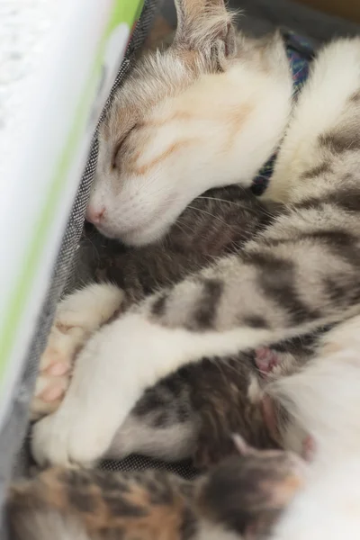 모유 수 유 아기 고양이 — 스톡 사진