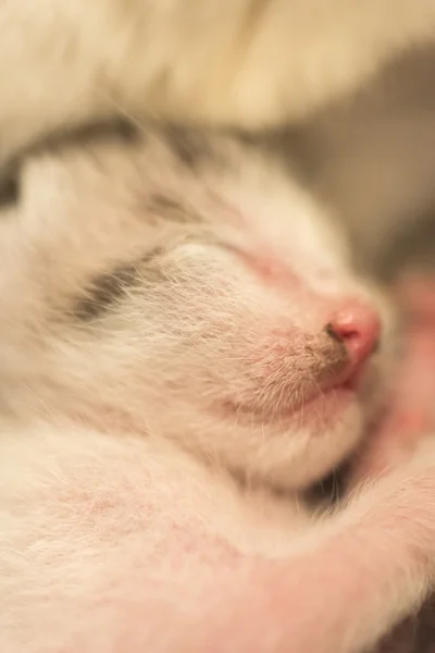 Sonno del gatto appena nato — Foto Stock