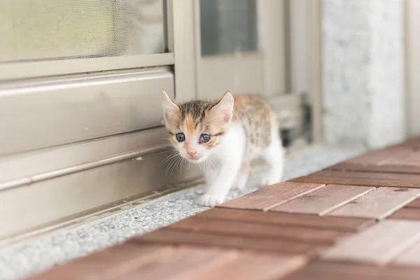 Baby kočka chůze — Stock fotografie