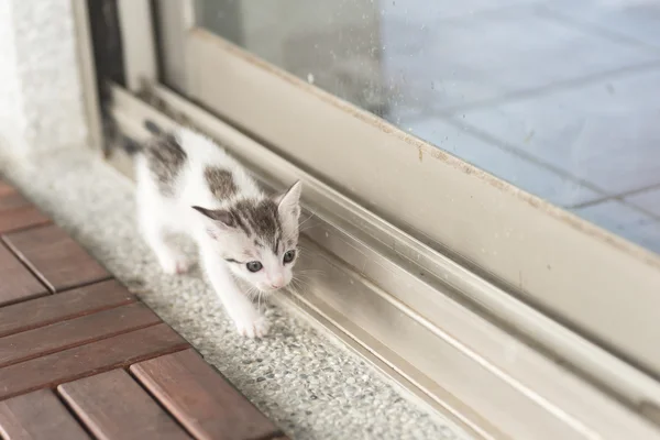 Passeggiata gatto bambino — Foto Stock