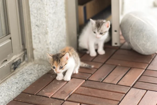 2 つの小さな猫 — ストック写真