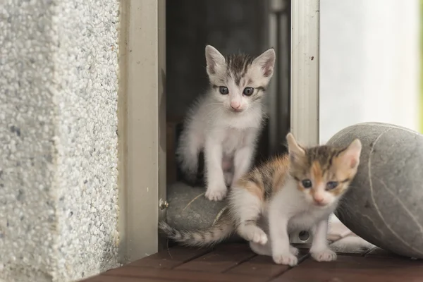 Twee kleine kat — Stockfoto