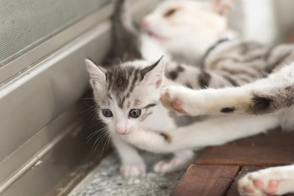 Симпатичная Cat Family — стоковое фото