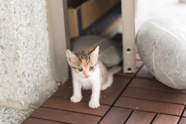 Passeggiata gatto bambino — Foto Stock