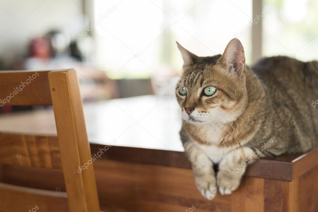 domestic tabby cat
