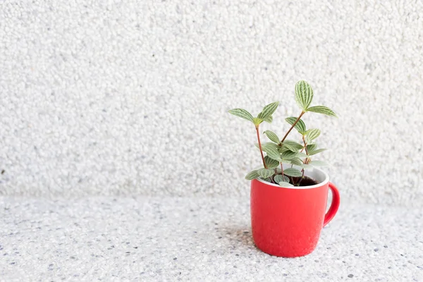 Succulent plant pot — Stock Photo, Image